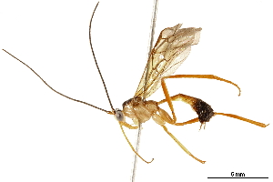  ( - BIOUG30521-G05)  @13 [ ] CreativeCommons - Attribution (2019) CBG Photography Group Centre for Biodiversity Genomics