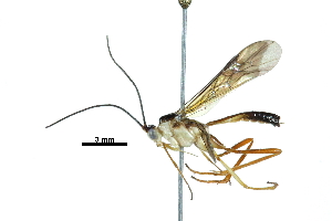  ( - BIOUG29495-F09)  @13 [ ] CreativeCommons - Attribution (2017) CBG Photography Group Centre for Biodiversity Genomics