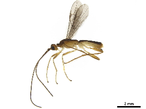 ( - BIOUG30941-F01)  @13 [ ] CreativeCommons - Attribution (2019) CBG Photography Group Centre for Biodiversity Genomics