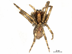  (Acanthoctenus - BIOUG55322-H02)  @14 [ ] CreativeCommons - Attribution (2020) CBG Photography Group Centre for Biodiversity Genomics