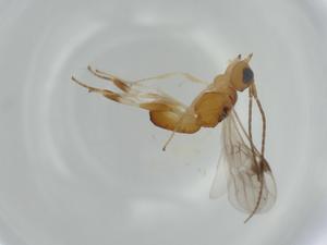  ( - BIOUG57842-A11)  @11 [ ] CreativeCommons - Attribution (2020) Centre for Biodiversity Genomics Centre for Biodiversity Genomics