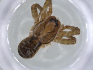  ( - BIOUG57869-B05)  @11 [ ] CreativeCommons - Attribution (2020) Centre for Biodiversity Genomics Centre for Biodiversity Genomics