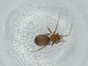  ( - BIOUG57883-E07)  @11 [ ] CreativeCommons - Attribution (2020) Centre for Biodiversity Genomics Centre for Biodiversity Genomics