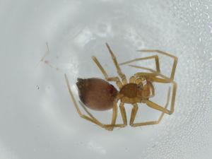  ( - BIOUG57883-F09)  @11 [ ] CreativeCommons - Attribution (2020) Centre for Biodiversity Genomics Centre for Biodiversity Genomics