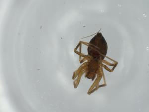  ( - BIOUG57883-H02)  @11 [ ] CreativeCommons - Attribution (2020) Centre for Biodiversity Genomics Centre for Biodiversity Genomics