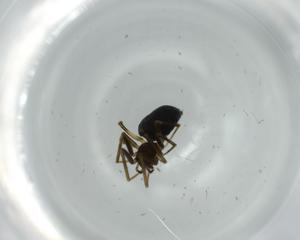  ( - BIOUG57886-A12)  @11 [ ] CreativeCommons - Attribution (2020) Centre for Biodiversity Genomics Centre for Biodiversity Genomics