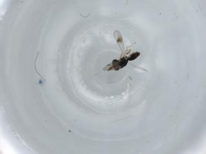  ( - BIOUG57890-A01)  @11 [ ] CreativeCommons - Attribution (2020) Centre for Biodiversity Genomics Centre for Biodiversity Genomics