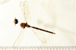  ( - 07-OlaDF0002)  @12 [ ] CreativeCommons - Attribution (2008) CBG Photography Group Centre for Biodiversity Genomics