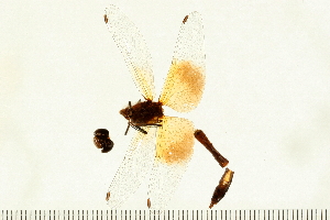  ( - 07-OlaDF0005)  @13 [ ] CreativeCommons - Attribution (2008) CBG Photography Group Centre for Biodiversity Genomics