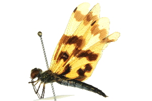  (Rhyothemis graphiptera - BIOUG02482-B04)  @14 [ ] CreativeCommons - Attribution (2012) CBG Photography Group Centre for Biodiversity Genomics