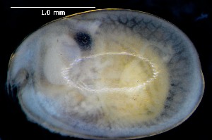  (Paradoloria - NUOB-A011-12)  @11 [ ] Copyright (2014) Darrin T Schultz Monterey Bay Aquarium Research Institute