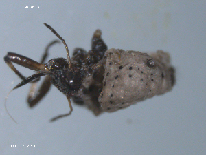  ( - 10PROBE-22329)  @12 [ ] CreativeCommons - Attribution (2010) CBG Photography Group Centre for Biodiversity Genomics