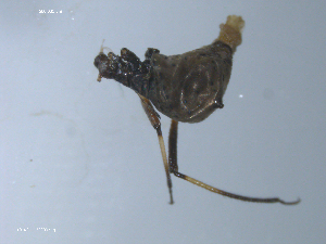  ( - 10PROBE-22330)  @12 [ ] CreativeCommons - Attribution (2010) CBG Photography Group Centre for Biodiversity Genomics