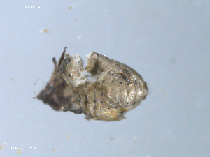  ( - 10PROBE-22332)  @12 [ ] CreativeCommons - Attribution (2010) CBG Photography Group Centre for Biodiversity Genomics