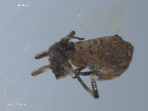  ( - 10PROBE-22337)  @12 [ ] CreativeCommons - Attribution (2010) CBG Photography Group Centre for Biodiversity Genomics