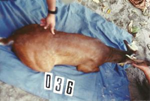  (Mazama americana - JMBD-T036)  @11 [ ] Copyright (2015) Duarte, JMB NUPECCE