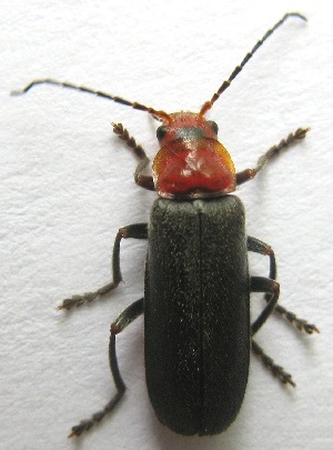  (Cantharis grandicollis - JMCA-1036)  @15 [ ] CreativeCommons - Attribution (2016) Jim Moore Centre for Biodiversity Genomics