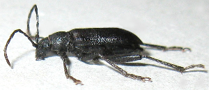  ( - JMCA-1043)  @12 [ ] CreativeCommons - Attribution (2016) Jim Moore Centre for Biodiversity Genomics
