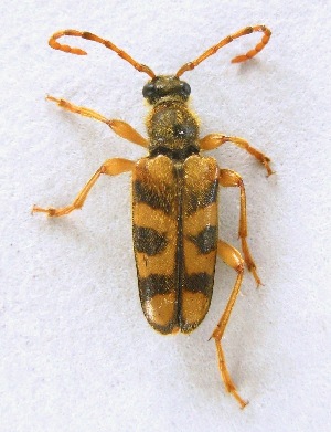  (Xestoleptura crassipes - JMCA-1109)  @14 [ ] CreativeCommons - Attribution (2016) Jim Moore Centre for Biodiversity Genomics