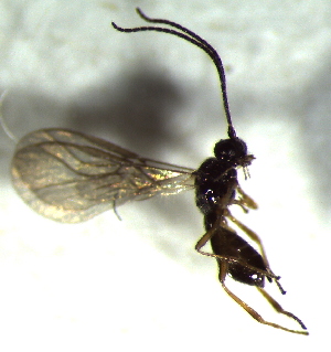  ( - 11.2-LM-41)  @11 [ ] CreativeCommons - Attribution Non-Commercial Share-Alike (2016) E. Villa-Galaviz University of Bristol