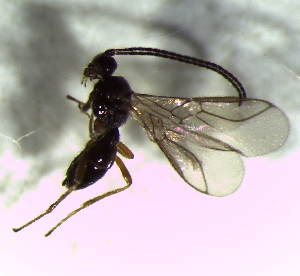  ( - 12.2-LM-44)  @11 [ ] CreativeCommons - Attribution Non-Commercial Share-Alike (2016) E. Villa-Galaviz University of Bristol