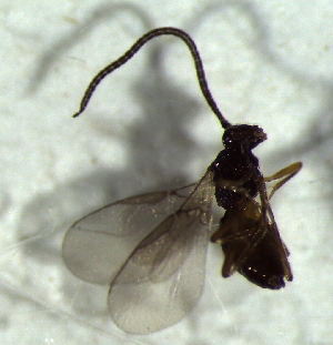  ( - 2.1-LM-32)  @11 [ ] CreativeCommons - Attribution Non-Commercial Share-Alike (2016) E. Villa-Galaviz University of Bristol