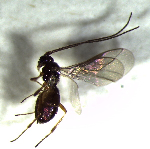  ( - 2.2-LM-51)  @11 [ ] CreativeCommons - Attribution Non-Commercial Share-Alike (2016) E. Villa-Galaviz University of Bristol