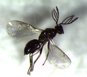  ( - 3.1-LM-41)  @11 [ ] CreativeCommons - Attribution Non-Commercial Share-Alike (2016) E. Villa-Galaviz University of Bristol