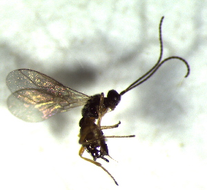  ( - 6.2-LM-79)  @11 [ ] CreativeCommons - Attribution Non-Commercial Share-Alike (2016) E. Villa-Galaviz University of Bristol