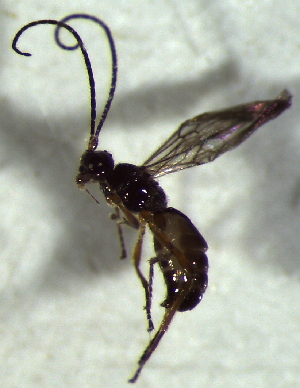  ( - 6.2-LM-94)  @11 [ ] CreativeCommons - Attribution Non-Commercial Share-Alike (2016) E. Villa-Galaviz University of Bristol