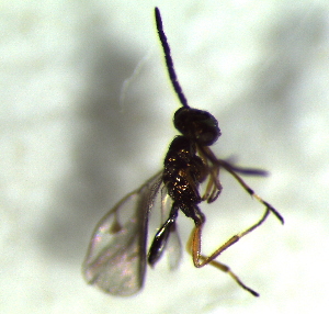  ( - 67.1-LM-31)  @11 [ ] CreativeCommons - Attribution Non-Commercial Share-Alike (2016) E. Villa-Galaviz University of Bristol