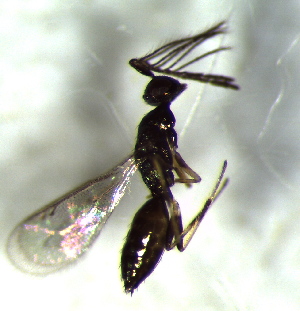  ( - 76.2-LM-50)  @11 [ ] CreativeCommons - Attribution Non-Commercial Share-Alike (2016) E. Villa-Galaviz University of Bristol