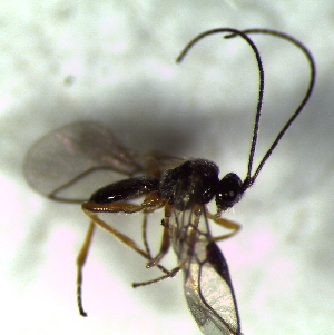  ( - 77.2-LM-38)  @11 [ ] CreativeCommons - Attribution Non-Commercial Share-Alike (2016) E. Villa-Galaviz University of Bristol