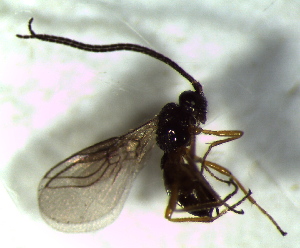  ( - 79.1-LM-37)  @11 [ ] CreativeCommons - Attribution Non-Commercial Share-Alike (2016) E. Villa-Galaviz University of Bristol