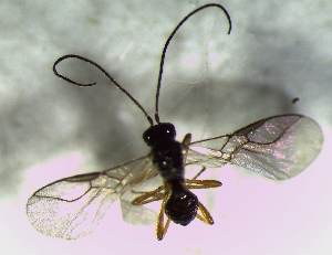  ( - 8.1-LM-40)  @11 [ ] CreativeCommons - Attribution Non-Commercial Share-Alike (2016) E. Villa-Galaviz University of Bristol