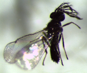  ( - 8.2-LM-34)  @11 [ ] CreativeCommons - Attribution Non-Commercial Share-Alike (2016) E. Villa-Galaviz University of Bristol
