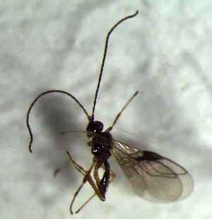  ( - 80.1-LM-46)  @11 [ ] CreativeCommons - Attribution Non-Commercial Share-Alike (2016) E. Villa-Galaviz University of Bristol