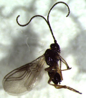  ( - 80.2-LM-21)  @11 [ ] CreativeCommons - Attribution Non-Commercial Share-Alike (2016) E. Villa-Galaviz University of Bristol