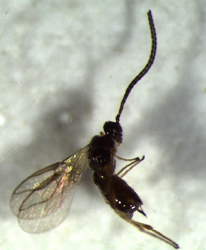  ( - 9.2-LM-27)  @11 [ ] CreativeCommons - Attribution Non-Commercial Share-Alike (2016) E. Villa-Galaviz University of Bristol