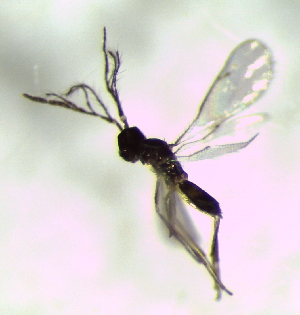  (Hemiptarsenus ornatus - Ash-L-07)  @11 [ ] CreativeCommons - Attribution Non-Commercial Share-Alike (2016) E. Villa-Galaviz University of Bristol