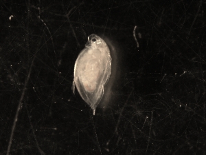  (Daphnia obtusa sp. 10 - SJA-0069)  @13 [ ] CreativeCommons - Attribution (2009) Centre for Biodiversity Genomics Centre for Biodiversity Genomics