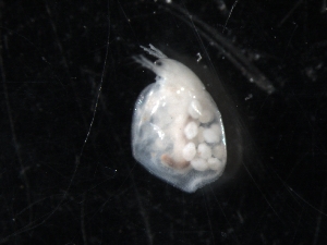  (Simocephalus cf. vetulus - SJA-0187)  @12 [ ] CreativeCommons - Attribution (2009) Centre for Biodiversity Genomics Centre for Biodiversity Genomics