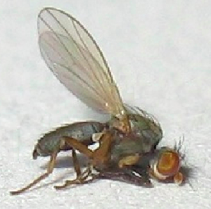  (Trixoscelis flavida - CCDB-05212-F04)  @11 [ ] CreativeCommons - Attribution (2016) Jim Moore Centre for Biodiversity Genomics