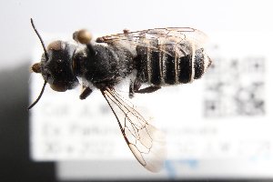  (Megachile occidentalis or prosopidis - UCSD.JLM.2728)  @11 [ ] by-nc (2025) Jessica Mullins Unspecified