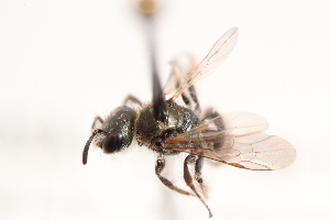  (Dufourea scintilla - UCSD.JLM.7149)  @11 [ ] by-nc (2025) Jessica Mullins Unspecified