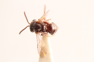  (Micralictoides altadenae - UCSD.KJH.637)  @11 [ ] by-nc (2025) Jessica Mullins Unspecified