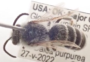  (Colletes kansensis - OKBS.POL.3332)  @11 [ ] by-nc (2025) Keng-Lou James Hung Unspecified