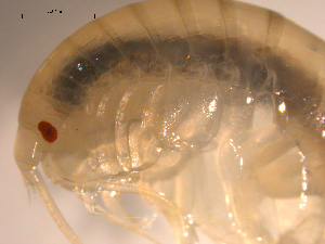 ( - 10PROBE-24559)  @13 [ ] CreativeCommons - Attribution (2010) CBG Photography Group Centre for Biodiversity Genomics