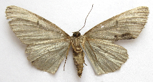  ( - BIOUG00849-D12)  @13 [ ] CreativeCommons - Attribution Non-Commercial No Derivatives (2011) Unspecified Unspecified