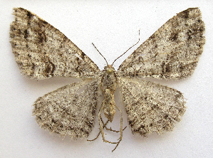  ( - BIOUG00849-H04)  @13 [ ] CreativeCommons - Attribution Non-Commercial No Derivatives (2011) Unspecified Unspecified